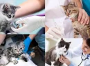 Kedi Veteriner Fiyatları Hakkında Bilinmesi Gerekenler