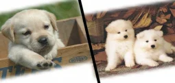 What is a Special Formula in Dog Food?