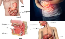 Sindirimin İlk Adımı: Ağızdan Başlayan Yolculuk