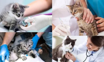 Kedi Veteriner Fiyatları Hakkında Bilinmesi Gerekenler