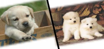 What is a Special Formula in Dog Food?
