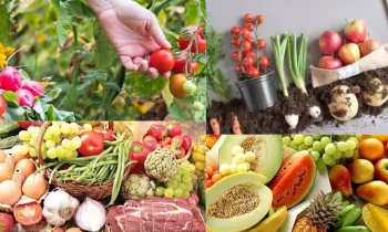 Organik Gıda Tüketimi Nedir?