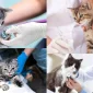 Kedi Veteriner Fiyatları Hakkında Bilinmesi Gerekenler