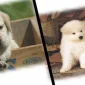 Köpek Mamalarında Özel Formül Nedir